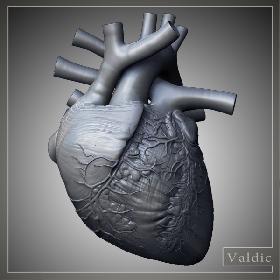 3D模型-Human heart